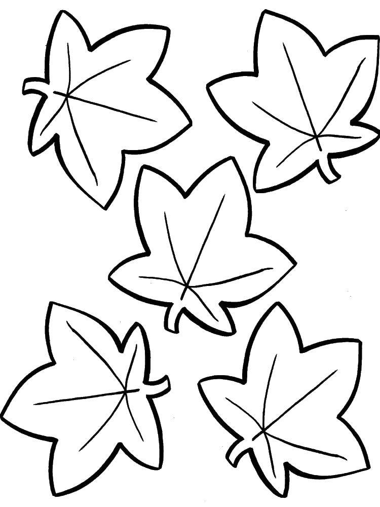Coloring Maple leaves.. Category leaves. Tags:  Leaves, tree.