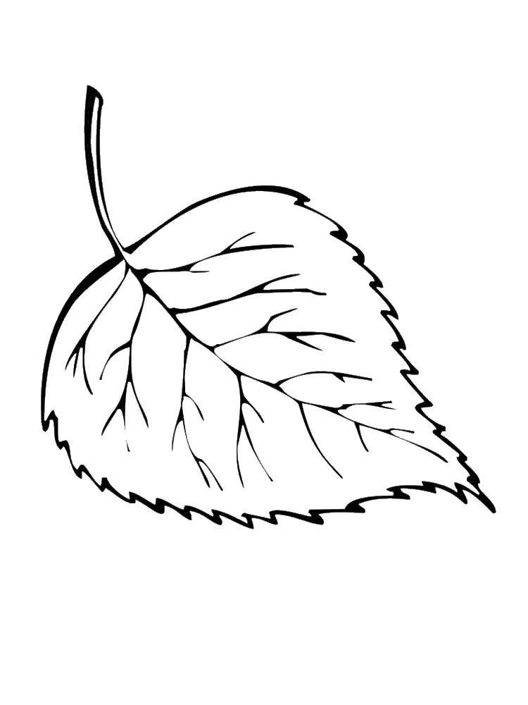 Название: Раскраска Лист упал с берёзы. Категория: листья. Теги: Листья, дерево.