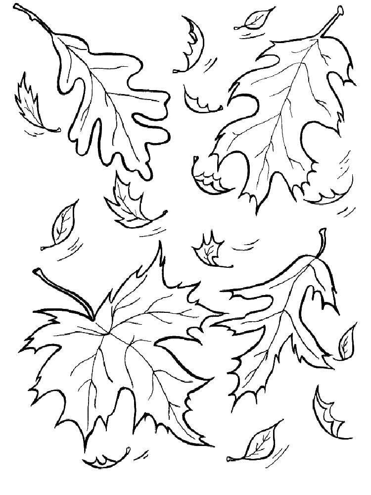 Название: Раскраска Листья гуляют по ветру. Категория: листья. Теги: Листья, дерево, клён, осень.