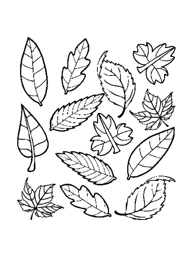 Название: Раскраска Листья с различных деревьев. Категория: Контуры листьев. Теги: Деревья, лист.