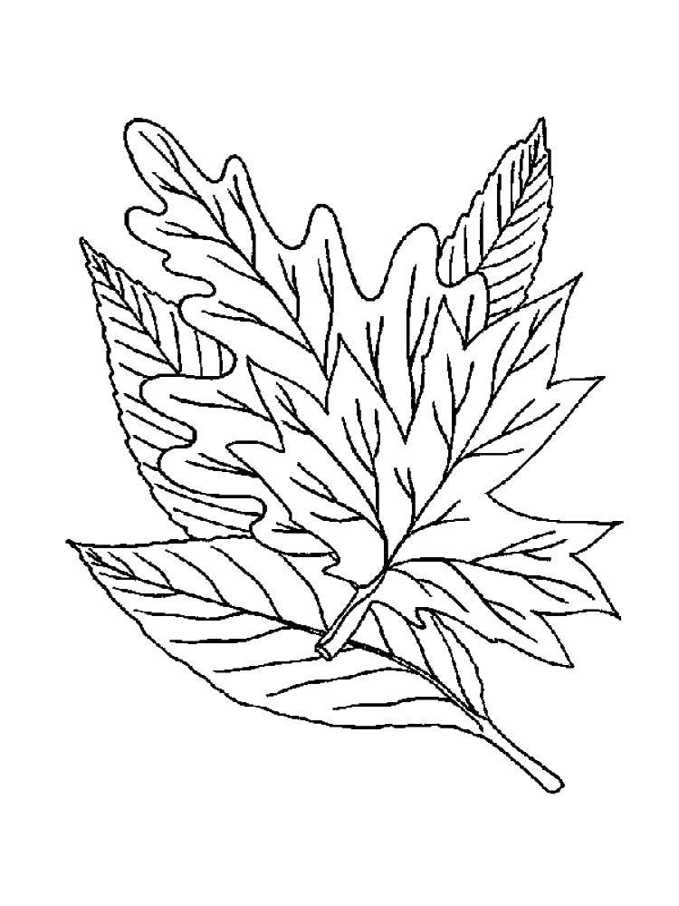 Название: Раскраска Осенние листики. Категория: листья. Теги: Листья, дерево.