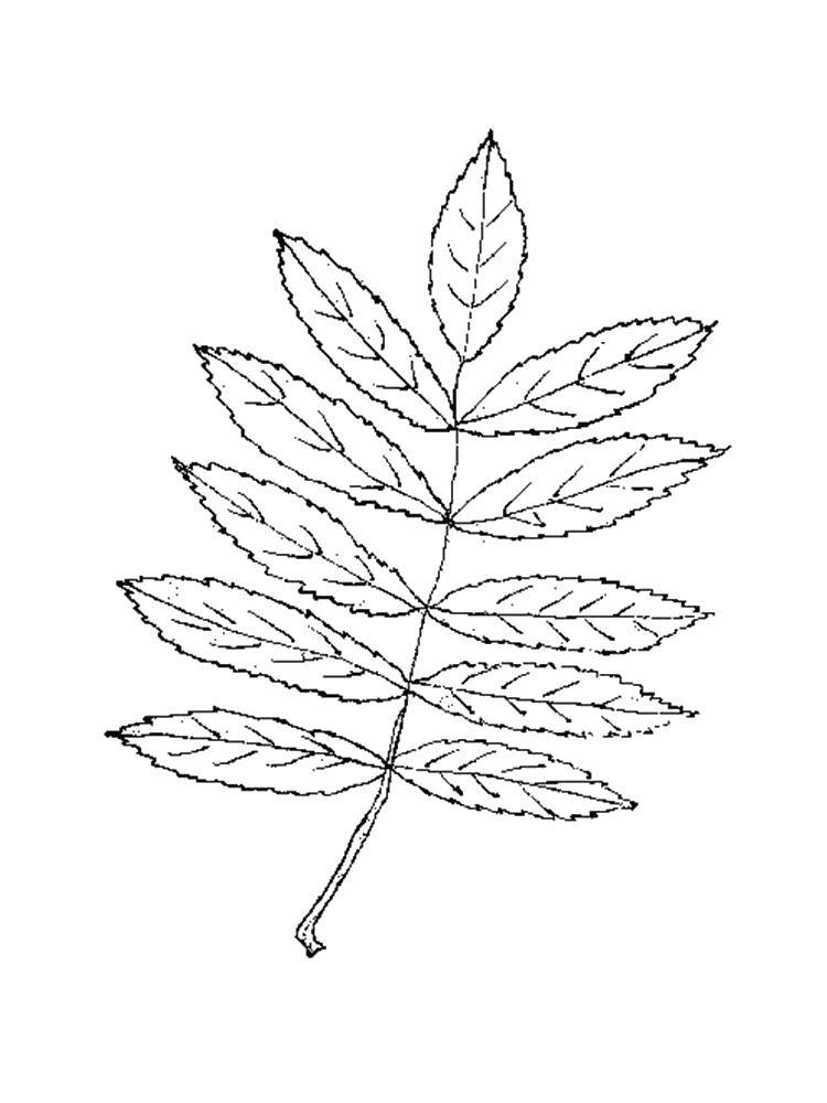 Coloring Towering mountain ash leaves. Category The contours of the leaves. Tags:  Leaves, tree.
