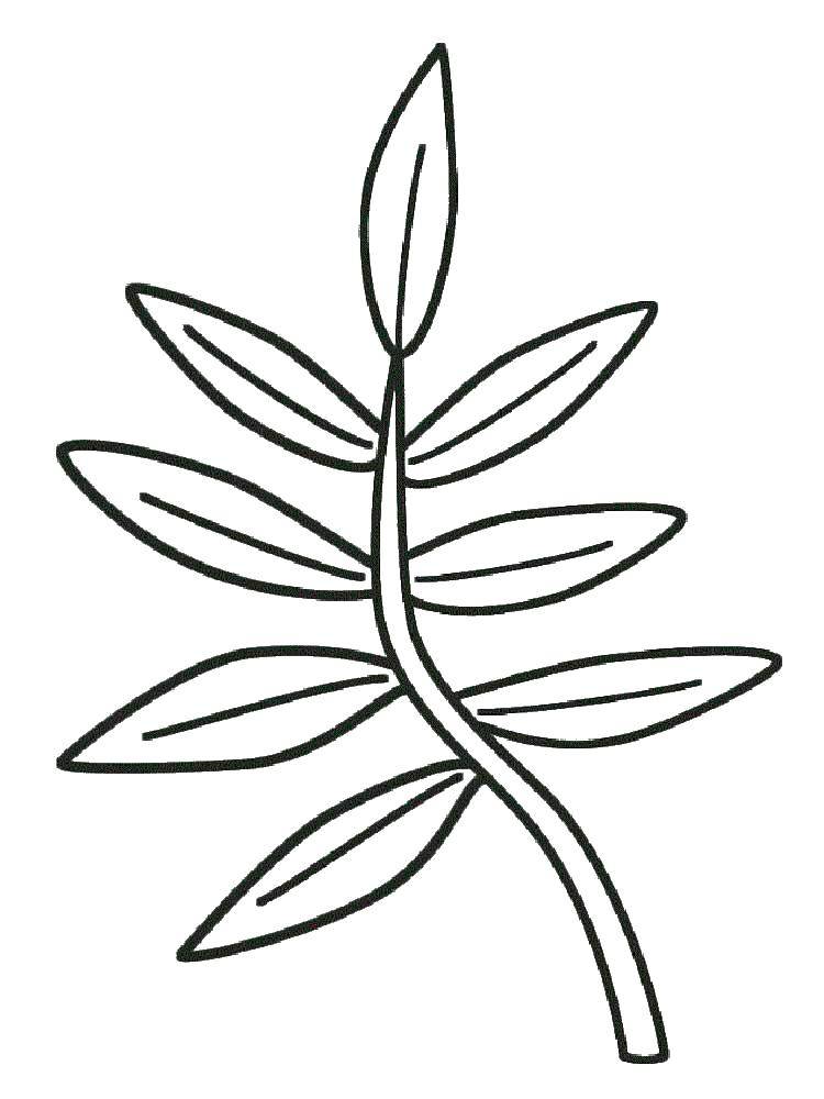 Coloring Ryabinushka. Category The contours of the leaves. Tags:  Leaves, tree.