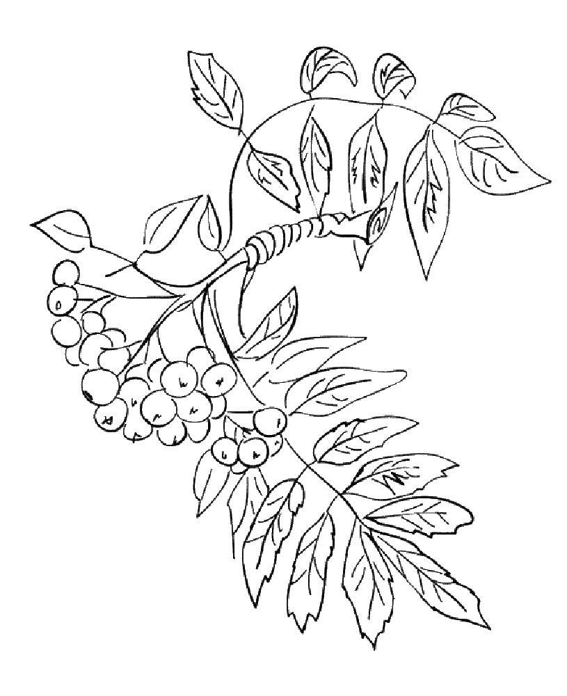 Название: Раскраска Ветка рябины. Категория: Контуры листьев. Теги: ветка, ягоды.