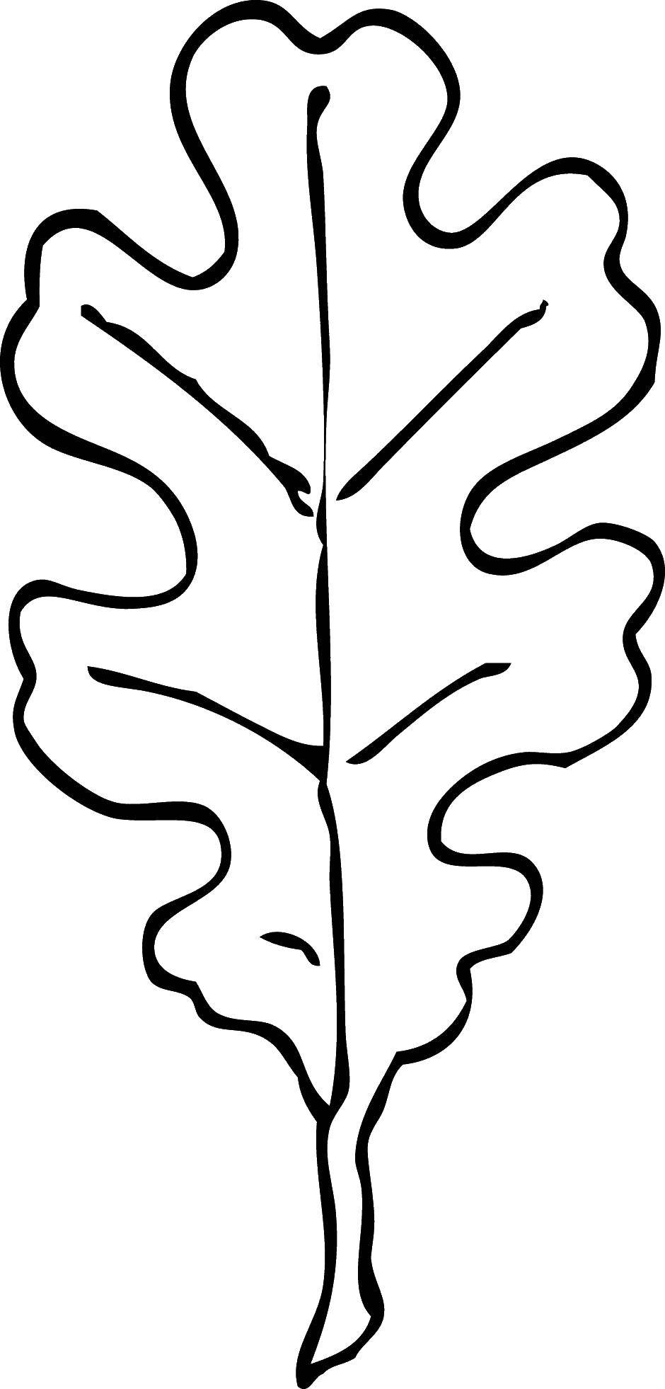 Coloring The leaf fell from the oak. Category The contours of the leaves. Tags:  Leaves, tree.