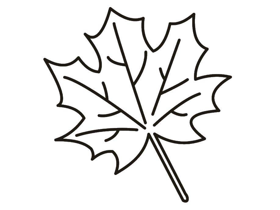 Название: Раскраска Лсит клёна. Категория: Контуры листьев. Теги: Листья, дерево, клён, осень.