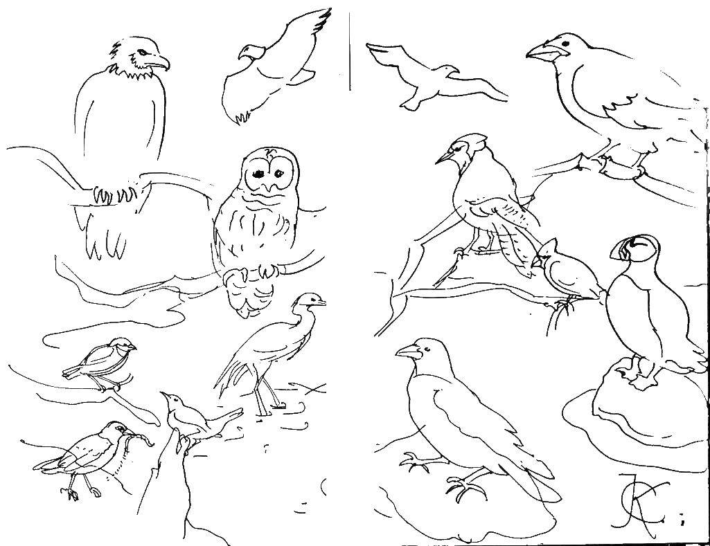 Розмальовки  Зоопарк з птахами. Завантажити розмальовку птахи, сова.  Роздрукувати ,птахи,