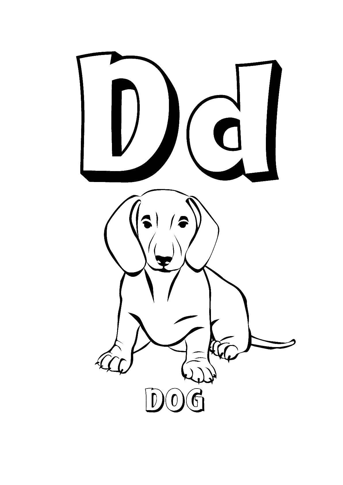Название: Раскраска Английский алфавит dog. Категория: Английский. Теги: Английский алфавит, собака.