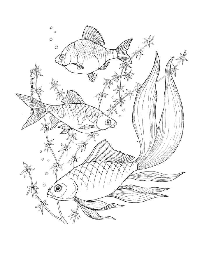 Название: Раскраска Плавающие в воде рыбки. Категория: рыбы. Теги: Подводный мир, рыба.