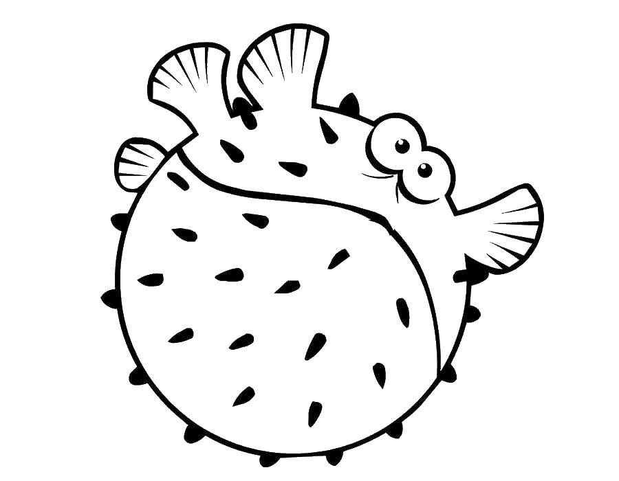 Название: Раскраска Раздувшаяся рыба ёж. Категория: рыбы. Теги: Подводный мир, рыба.