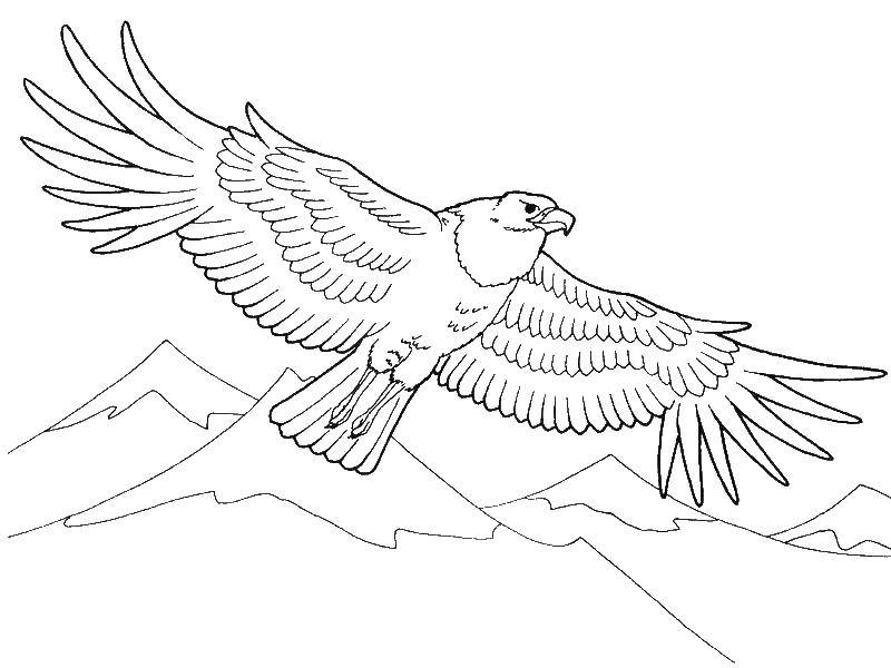 Название: Раскраска Орёл парит над горами. Категория: птицы. Теги: Птицы, орёл, горы.
