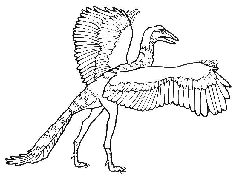 Название: Раскраска Археоптерикс - потомок современных птиц. Категория: динозавр. Теги: Динозавры.
