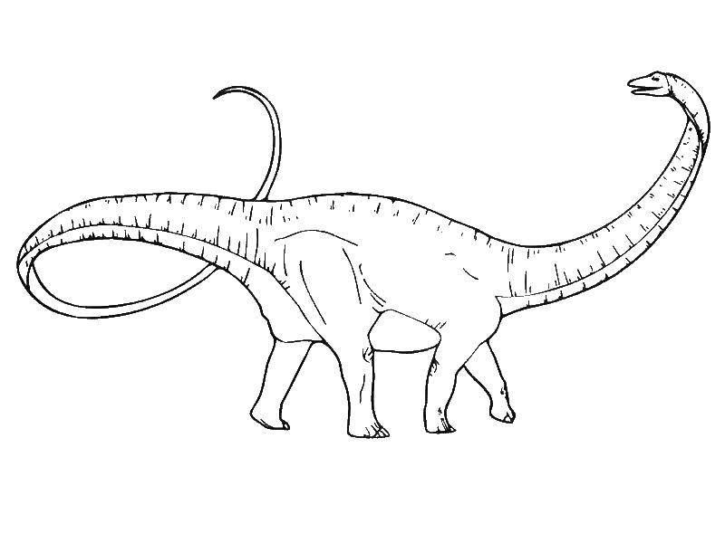 Coloring Dinosaur Diplodocus. Category dinosaur. Tags:  Dinosaurs.