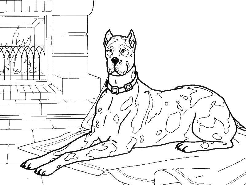 Coloring Great Dane by the fireplace. Category Pets allowed. Tags:  Animals, dog.