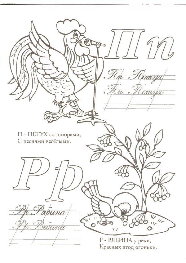 Coloring P cock R Rowan. Category ABCs . Tags:  The alphabet, letters, words.