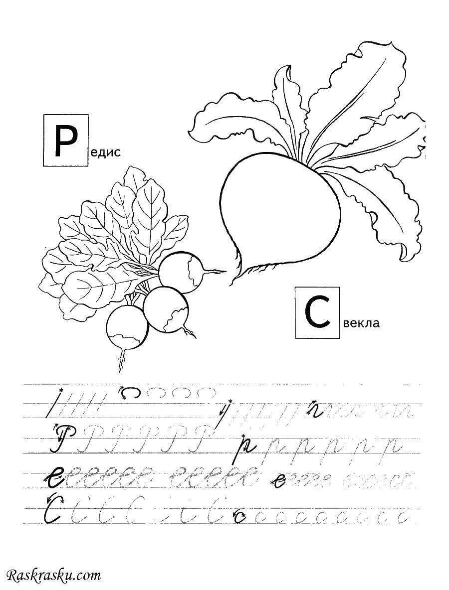 Coloring Turnips and beets. Category tracing letters. Tags:  Turnips, beets, letter R, letter S.