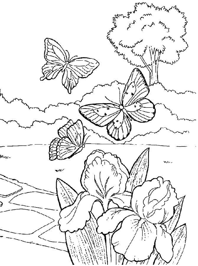 Название: Раскраска Бабочки и нарциссы. Категория: весна. Теги: Бабочки, нарциссы.