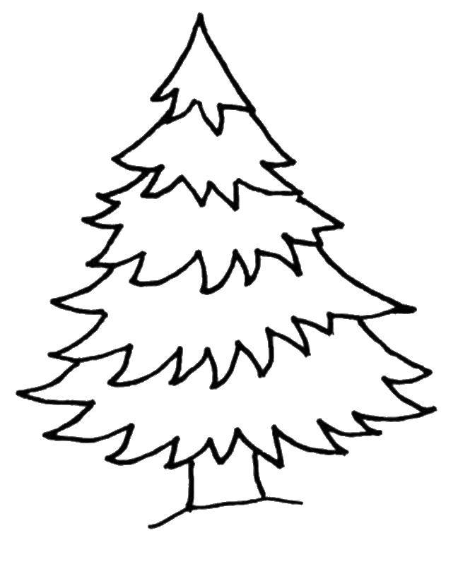 Coloring Spruce in the forest. Category coloring Christmas tree. Tags:  spruce.