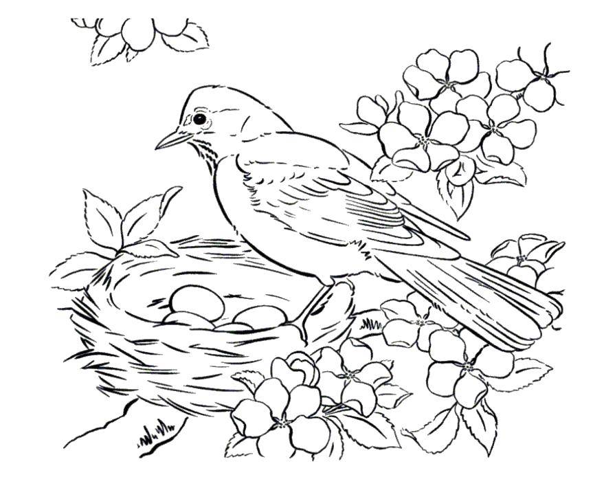 Название: Раскраска Птица у своего гнезда. Категория: весна. Теги: Птицы.