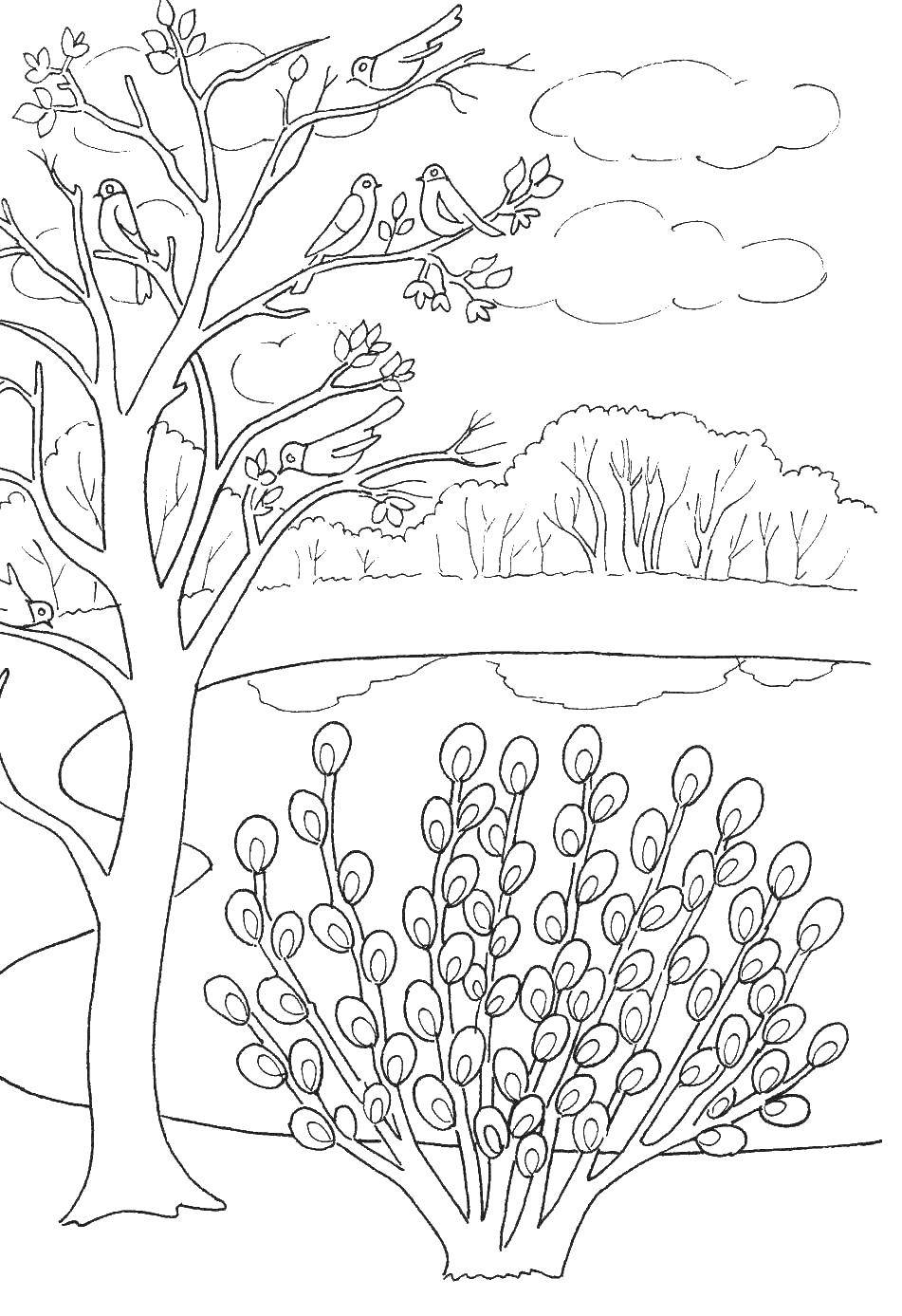 Coloring The birds in the trees. Category spring. Tags:  Birds, spring, willow.