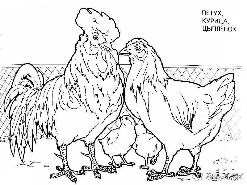 Название: Раскраска Рисунок семья петуха. Категория: домашние животные. Теги: петух, курица.