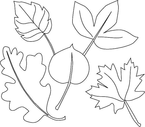 Опис: розмальовки  Листя лісу. Категорія: весна . Теги:  листя лісу.