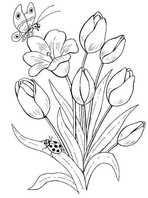 Coloring Butterfly on a Tulip. Category flowers. Tags:  flowers, Tulip.