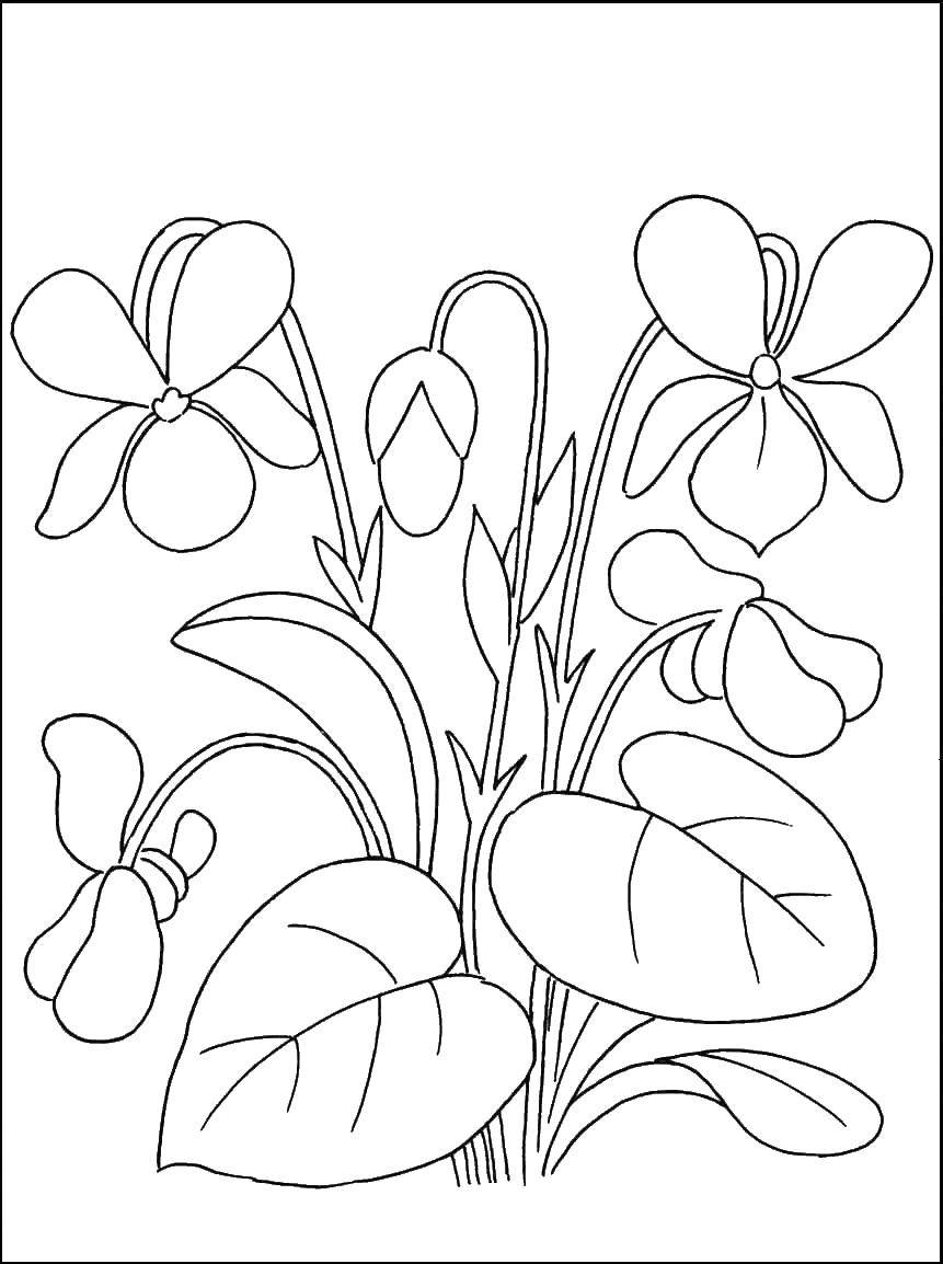 Coloring Fuchsia. Category spring. Tags:  fuchsia.