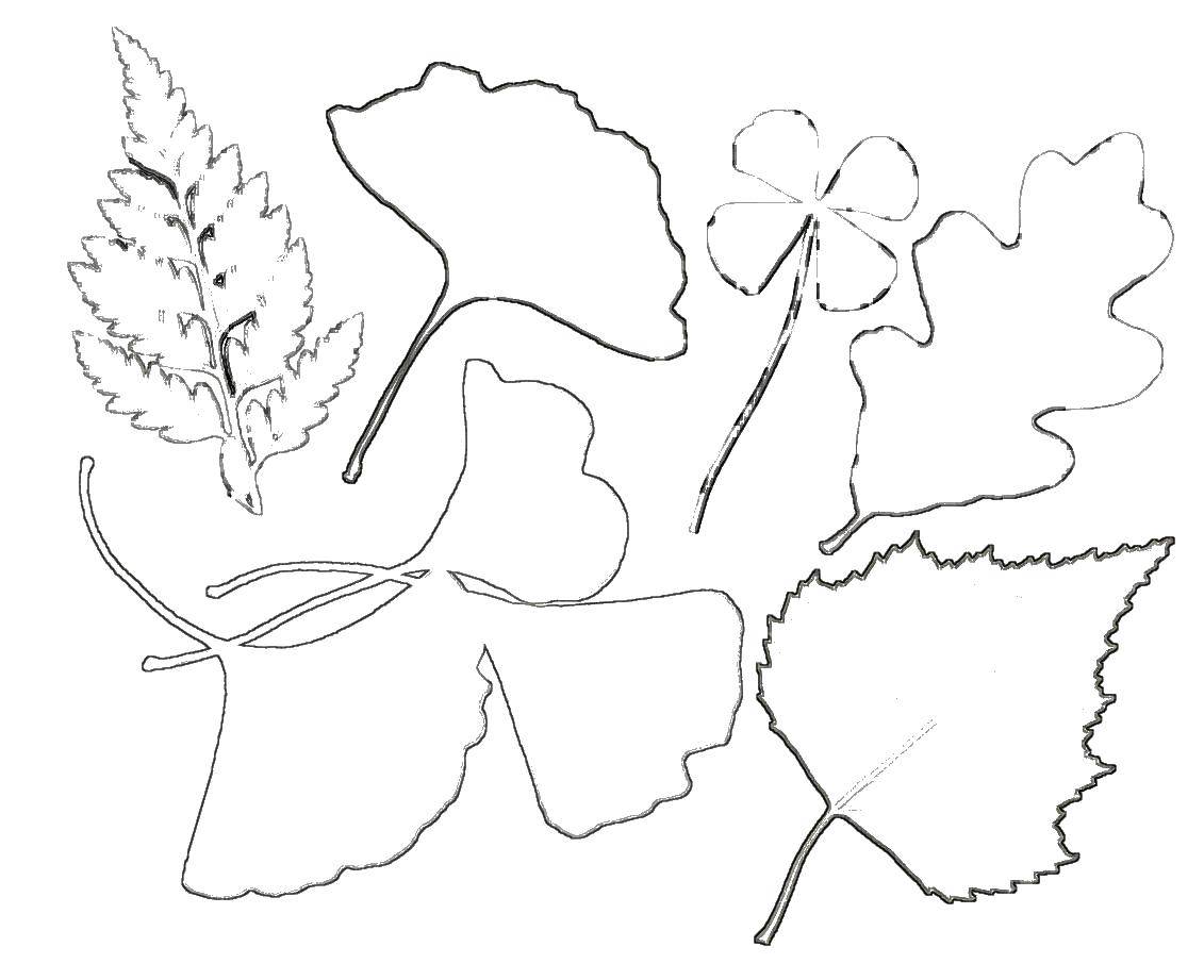 Название: Раскраска Контурные листья. Категория: весна. Теги: контуры листьев.