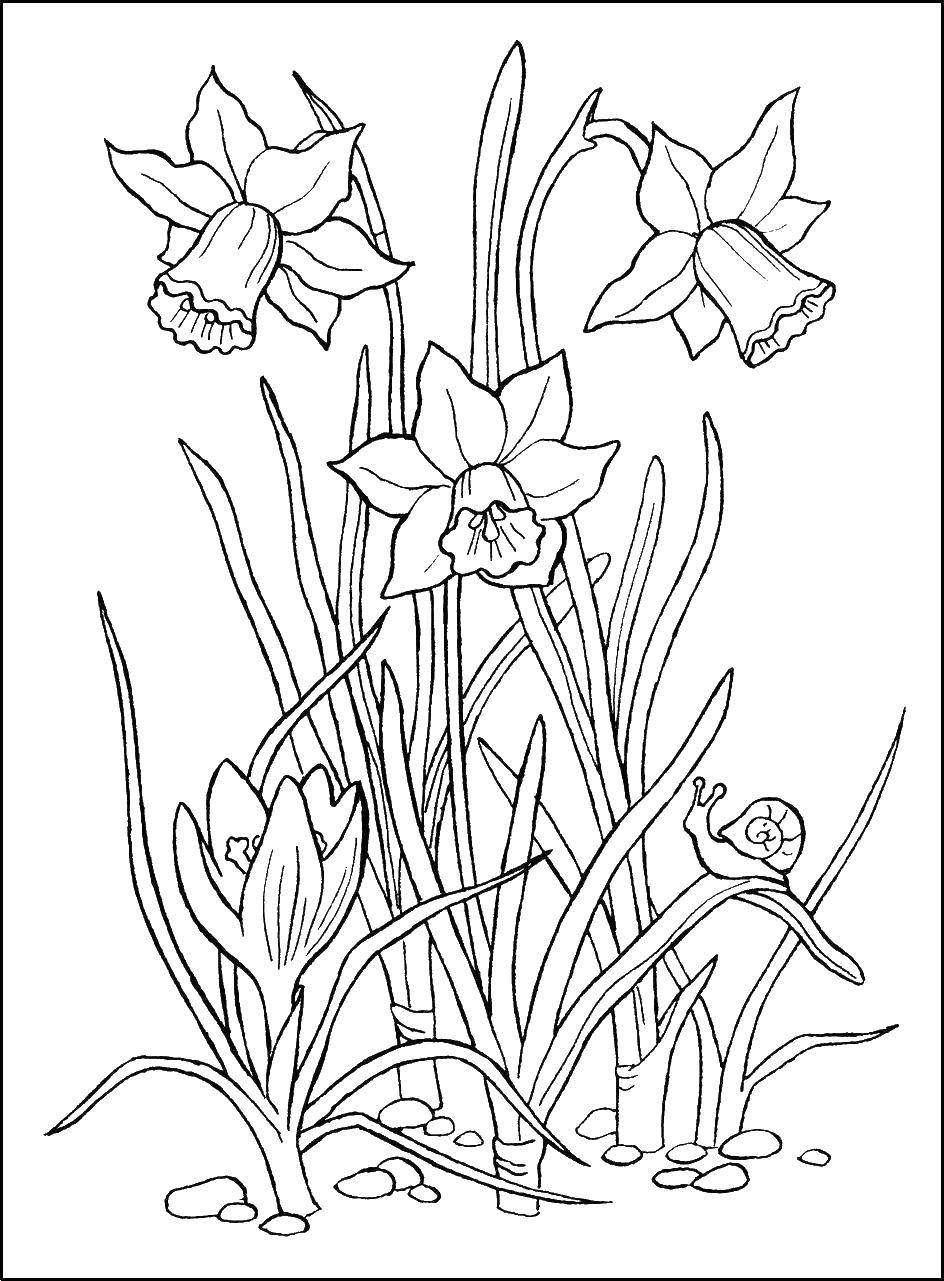 Coloring Daffodils. Category spring. Tags:  daffodils.