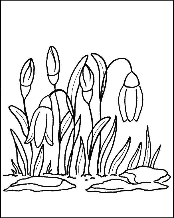 Coloring Snowdrops. Category spring. Tags:  the snowdrops.