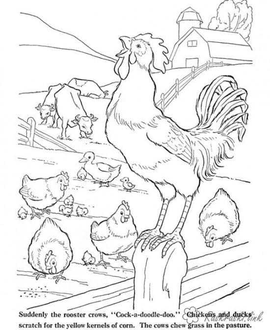 Название: Раскраска Рисунок петуха на ферме. Категория: домашние животные. Теги: Петух.