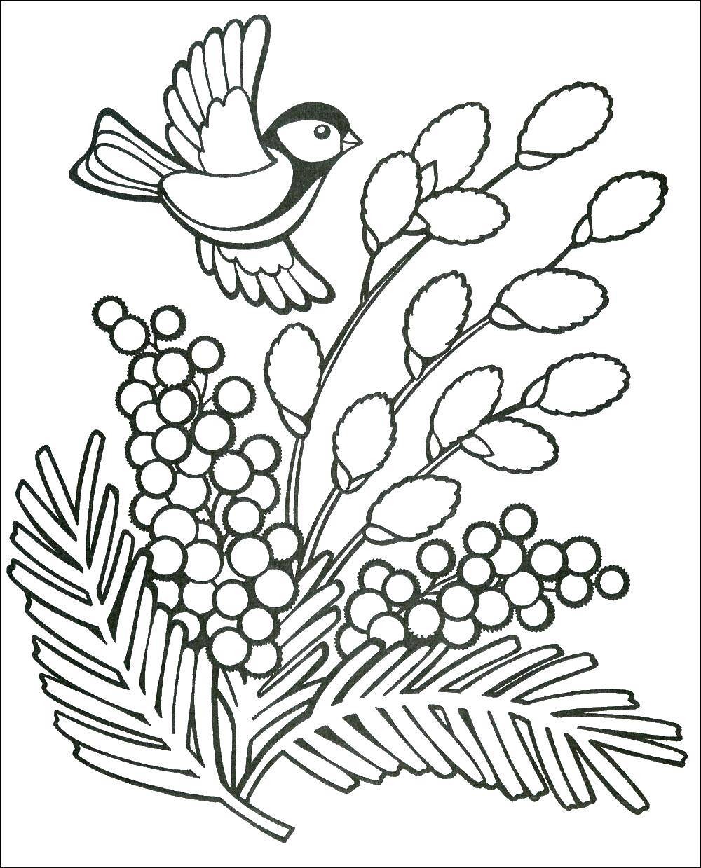 Coloring Bullfinch with a Rowan. Category spring. Tags:  bullfinch, Rowan.