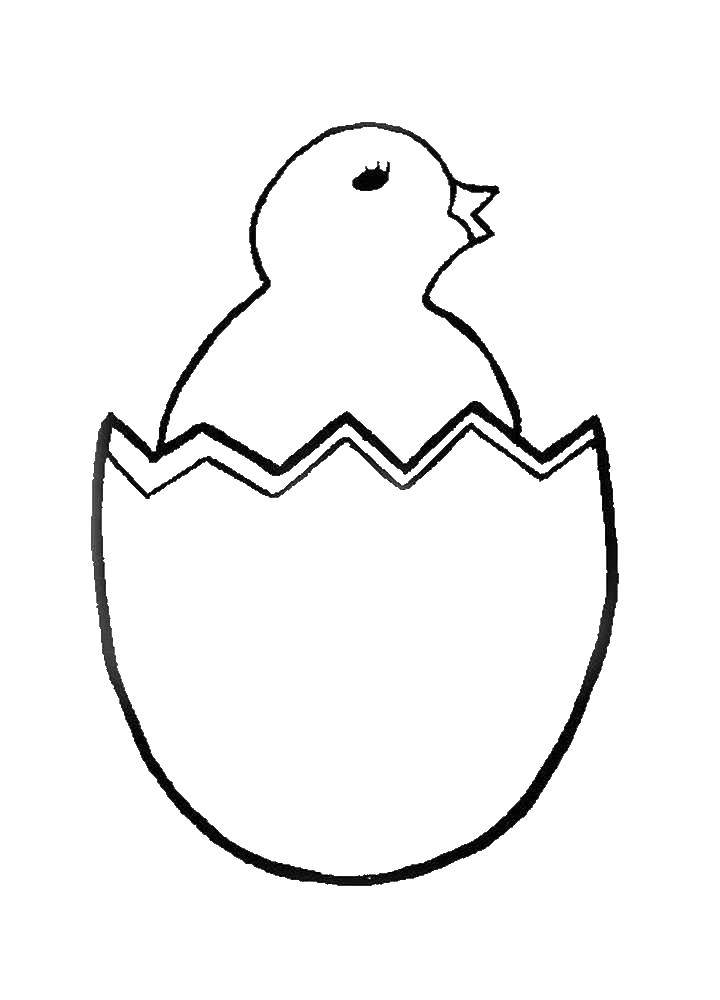 Название: Раскраска Птенчик вылупляется из яйца. Категория: птицы. Теги: цыпленок, яйцо.