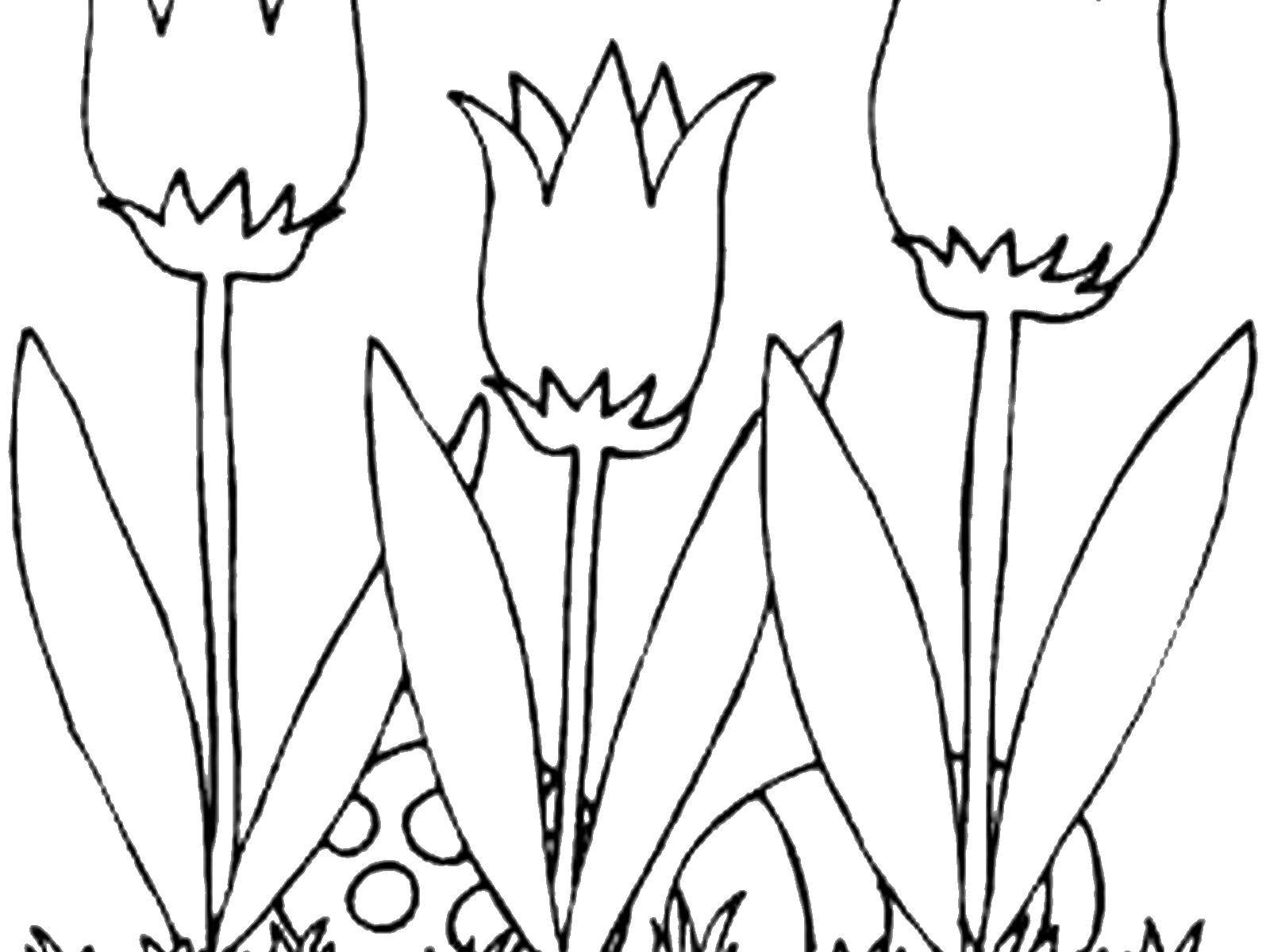 Coloring Three tulips. Category flowers. Tags:  flowers, tulips.