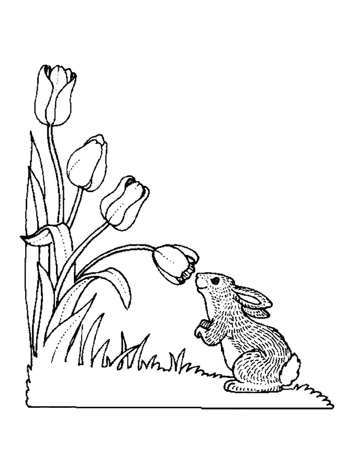 Название: Раскраска Кролик нюхает тюльпан. Категория: кролик. Теги: кролик, заяц.