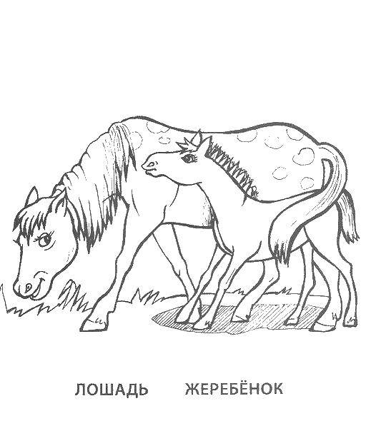 Название: Раскраска Лошадь и жеребенок. Категория: семья животных. Теги: животные, лошадь, жеребенок.