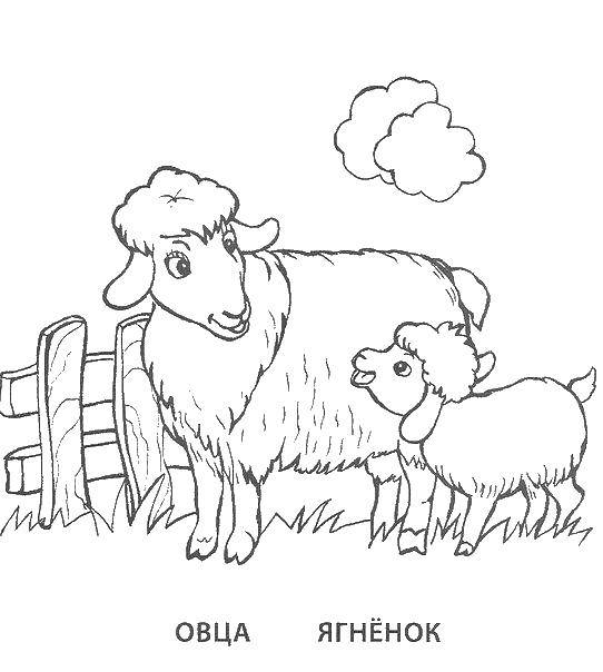 Coloring Sheep and lamb. Category family animals. Tags:  animals, sheep, lamb.