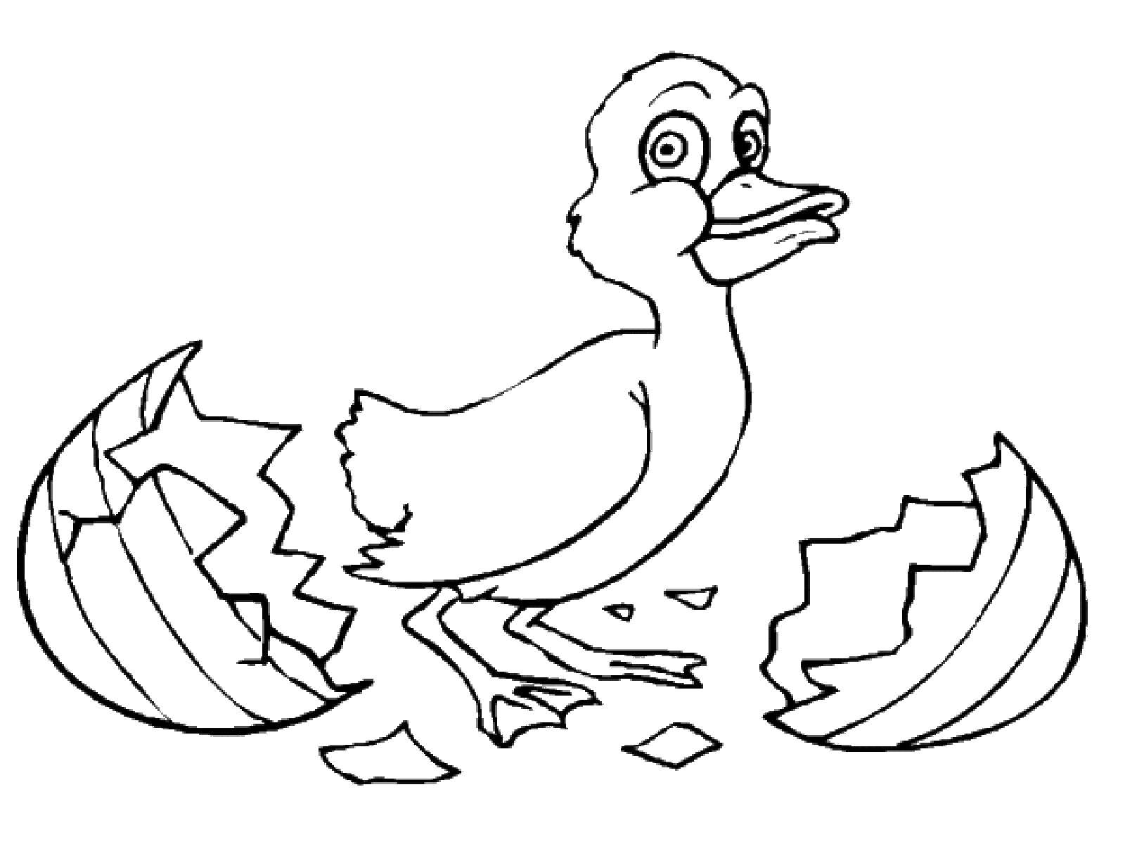 Coloring Duck. Category coloring Easter. Tags:  duckling, egg.