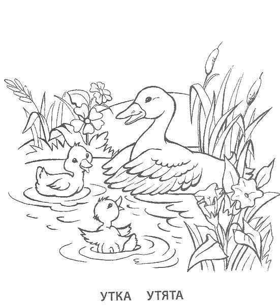 Название: Раскраска Утка с утятами. Категория: семья животных. Теги: утка, утята, животные.