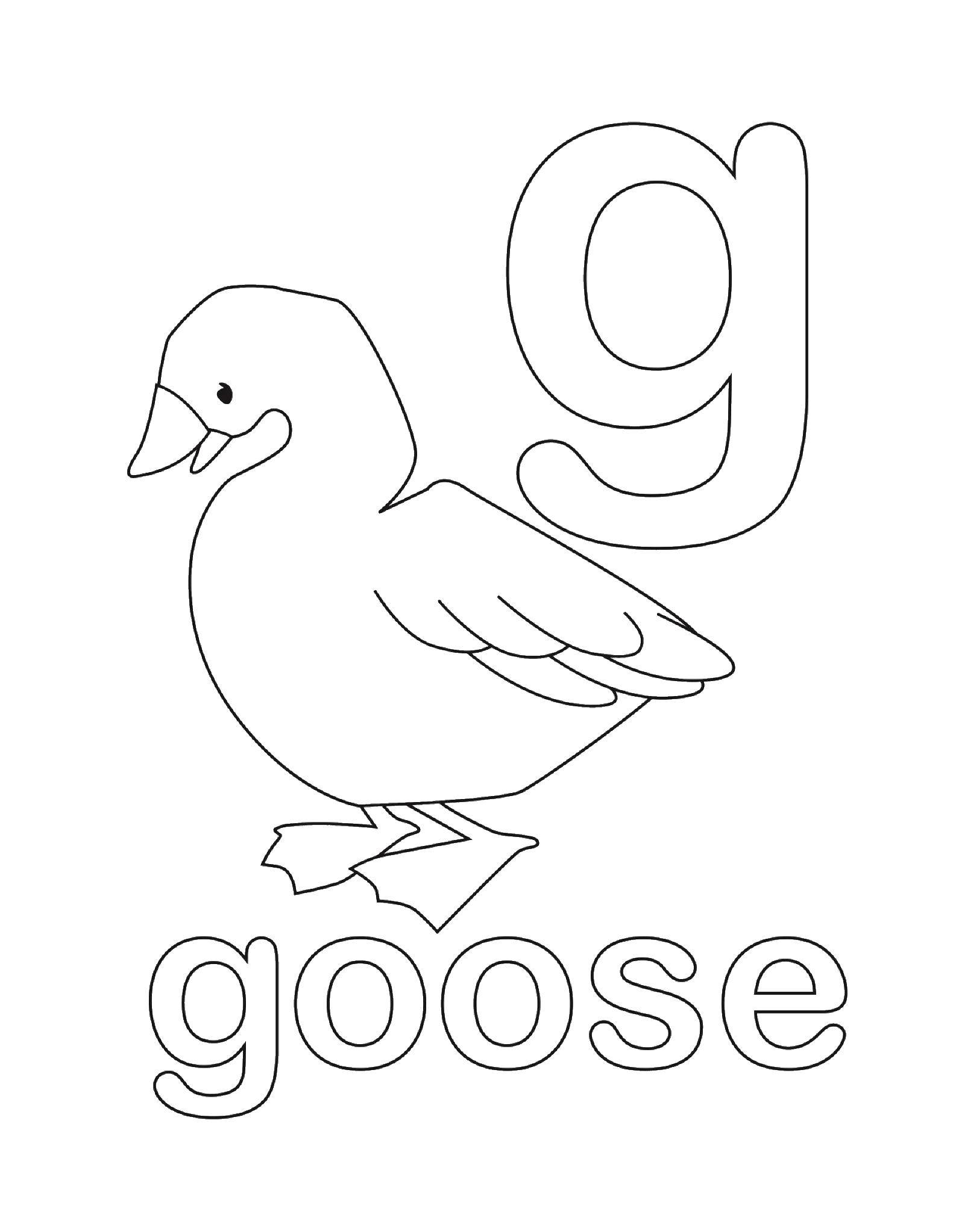 Coloring Goose. Category English words. Tags:  the English word goose.