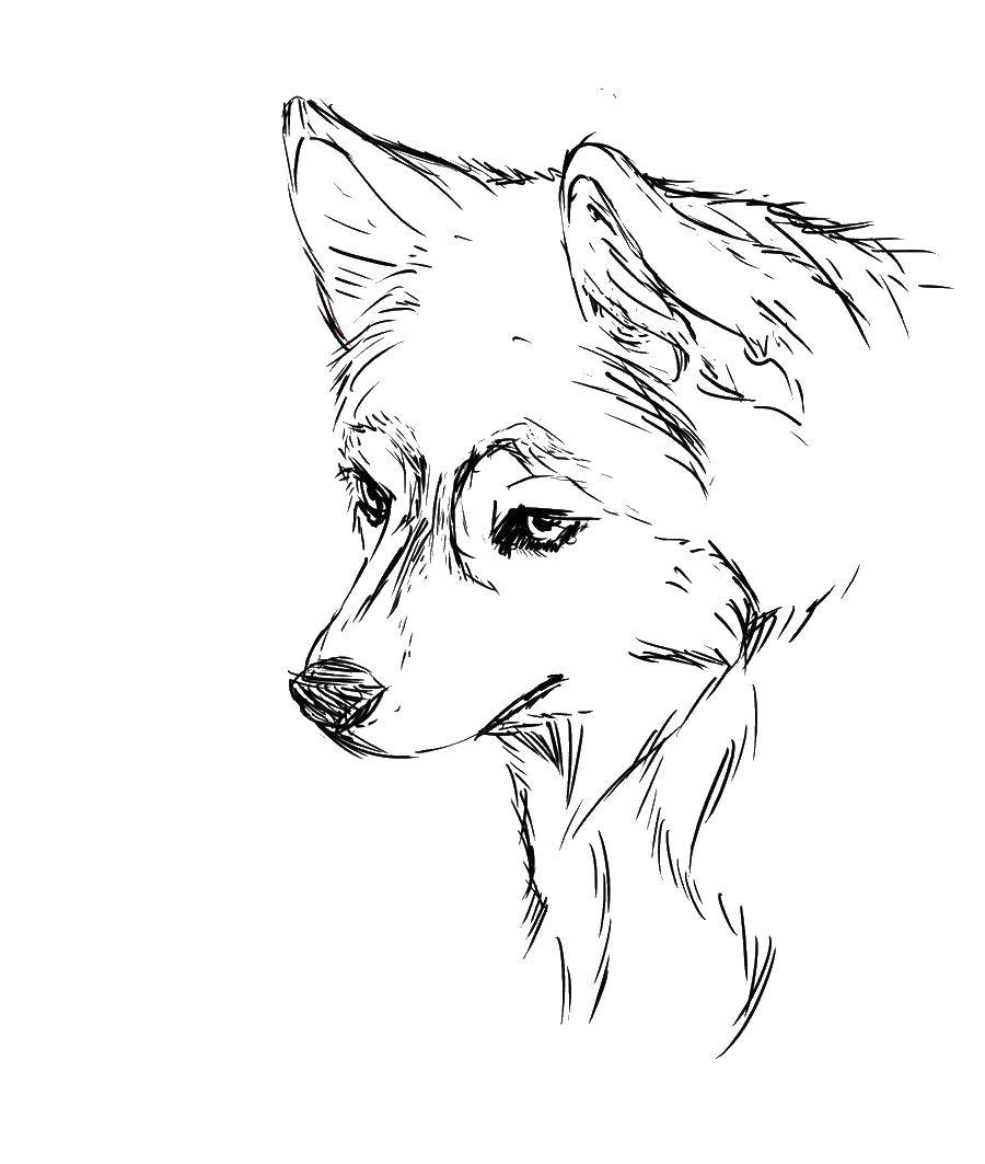 Coloring A sketch of a wolf. Category Animals. Tags:  Animals, wolf.