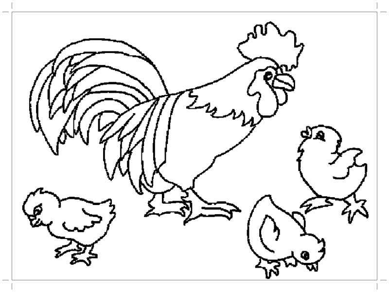 Название: Раскраска Рисунок петуха с цыплятами. Категория: домашние животные. Теги: Петух.