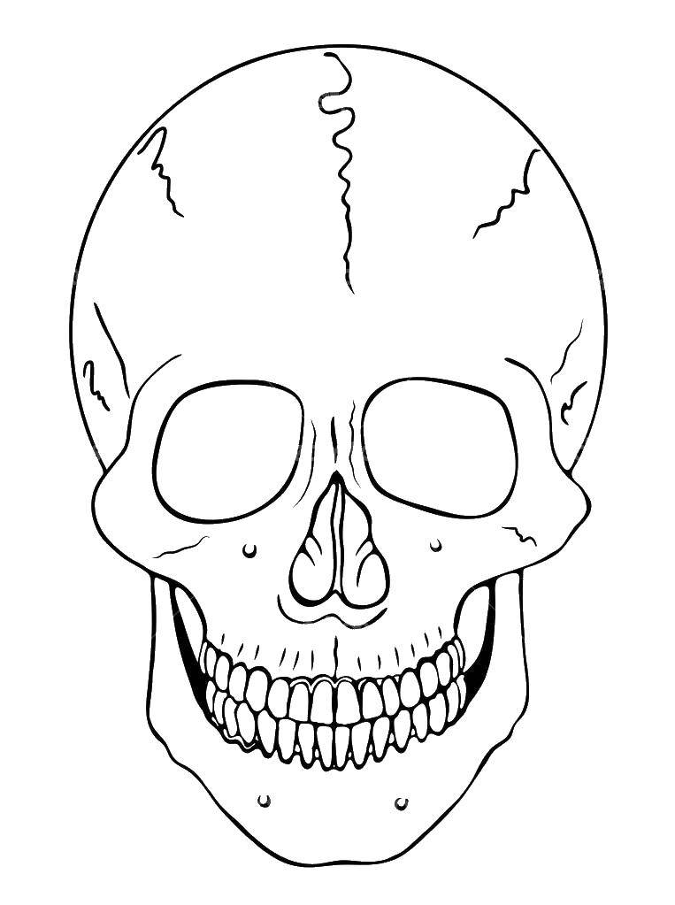 Название: Раскраска Череп. Категория: череп. Теги: череп, скелет, кость.