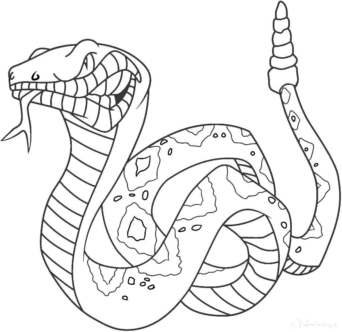 Название: Раскраска Большая змея. Категория: рептилии. Теги: рептилии, змея.