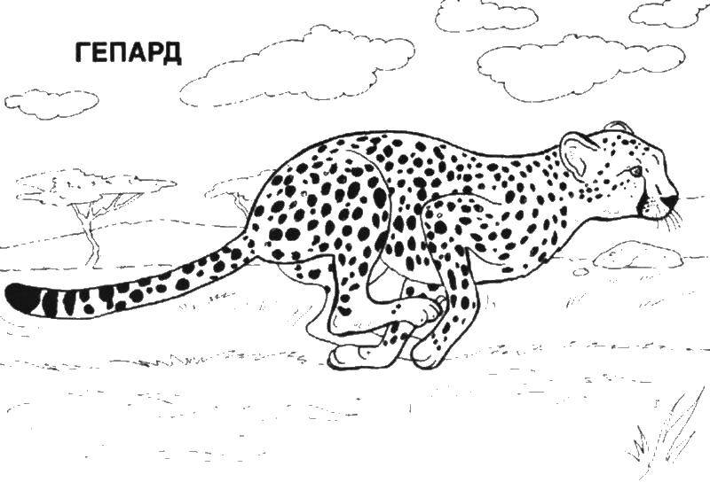 Название: Раскраска Гепард бежит. Категория: африка. Теги: гепард.