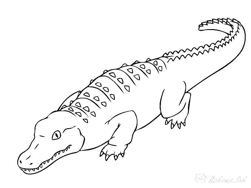 Название: Раскраска Крокодил. Категория: рептилии. Теги: крокодил, хвост, клыки.