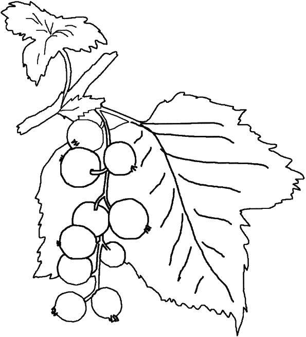 Название: Раскраска Ягоды на ветке. Категория: Растение. Теги: ветка, ягоды, листок.