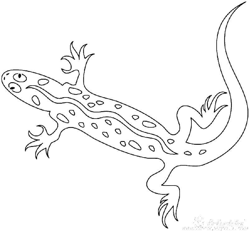 Coloring Lizard. Category reptiles. Tags:  lizard, tail, paws.