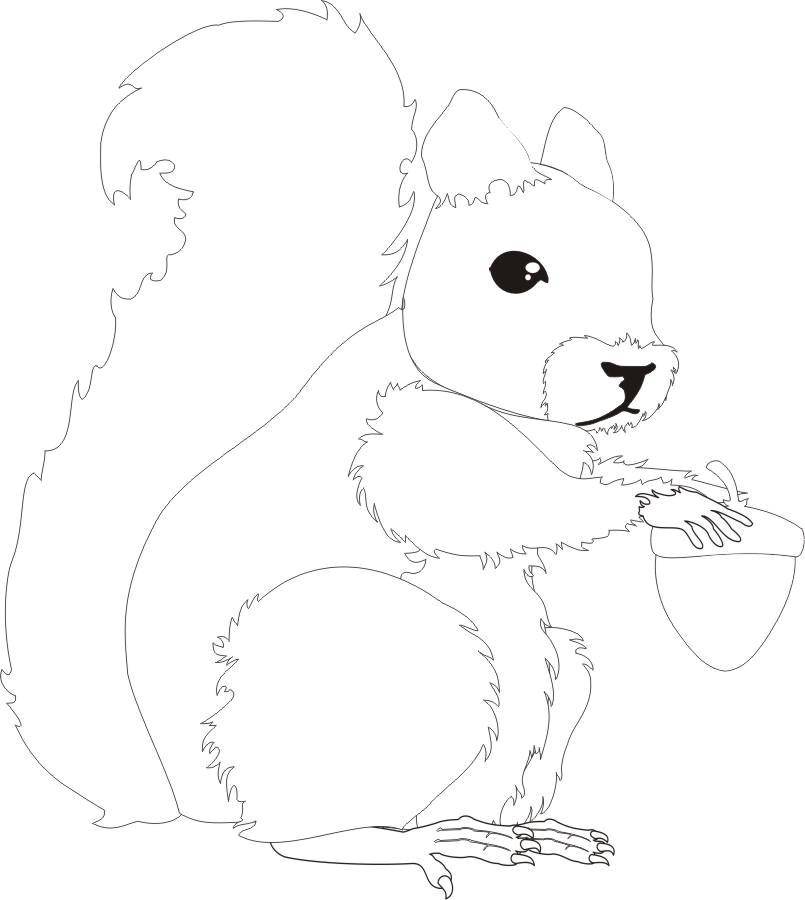 Coloring Squirrel with acorn. Category Animals. Tags:  squirrel, animals, acorn, nature.